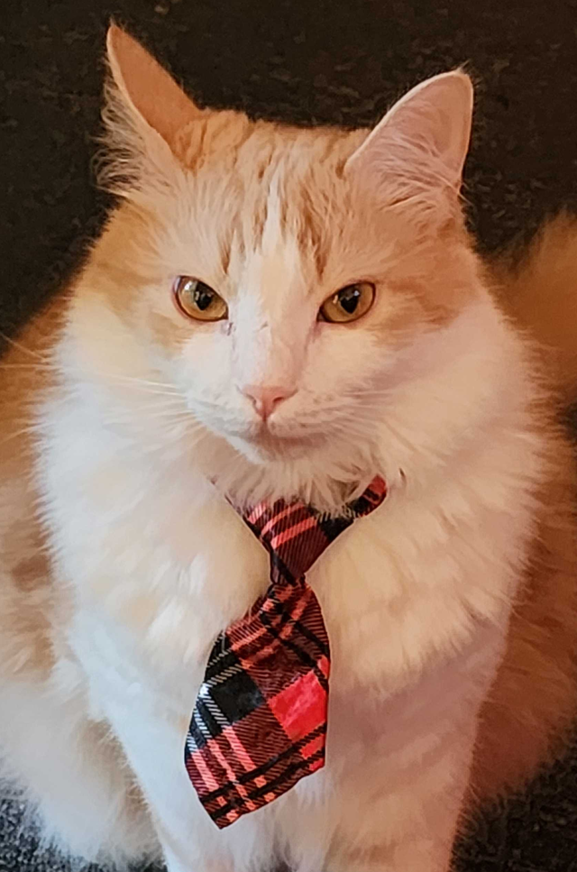 Dart, an orange and white cat wearing a tartan tie